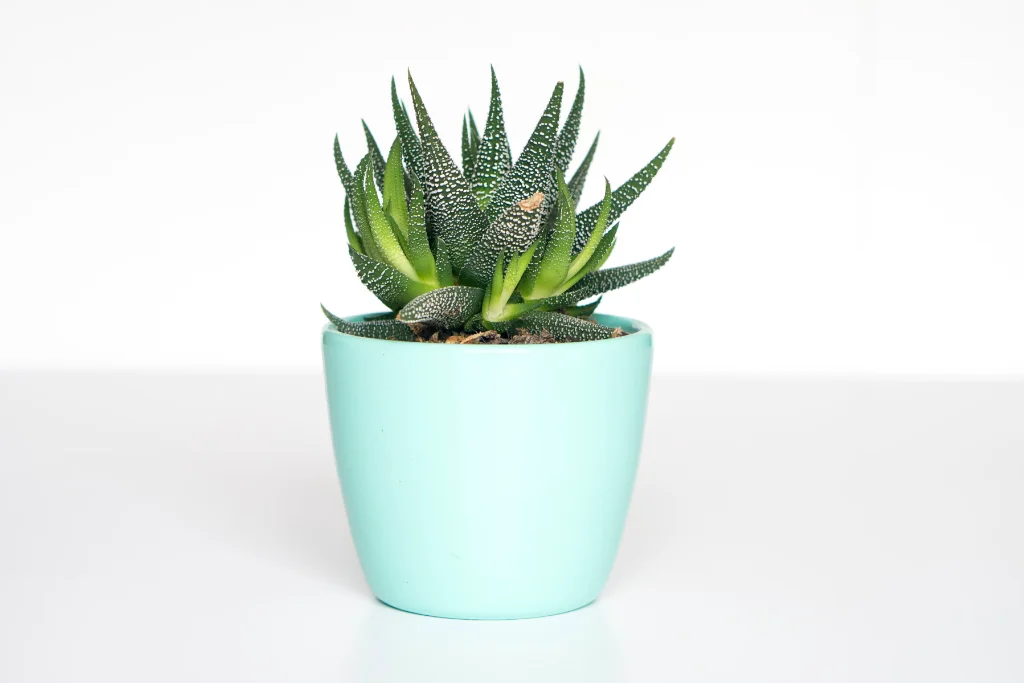 E-commerce Experience